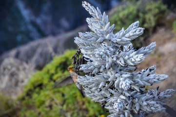 Little bird in the Colca Canyon, Peru
