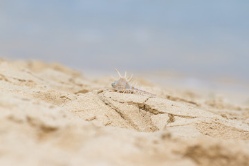 Bright seashell lies on the beach in the sand.