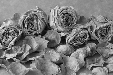 Fototapeta na wymiar white rose dried flower