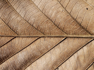 Macro view on textured autumn brown leaf