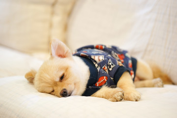 Sleepy pomeranian wearing dog t-shirt napping on the sofa