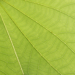 green leaf texture ( bauhinia purpurea leaf )