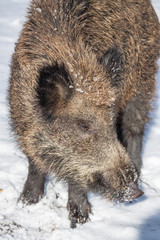 Dzik (Sus scrofa) w Puszczy Białowieskiej © jakubczajkowski