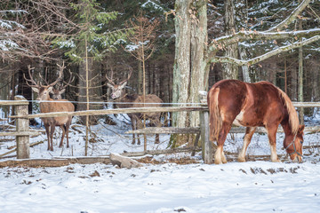 Fototapeta na wymiar Dzikie jelenie przy pasącym się koniu