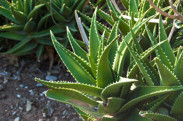 Leaves of medicinal aloe vera plant