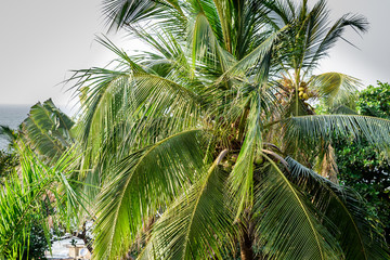 Coconut trees by the sea