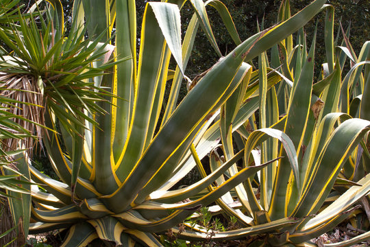 Blue gave tequila landscape in the botanical garden in Lloret de Mar, Spain.
