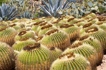 Closeup of The Golden ball cactus. Echinocactus