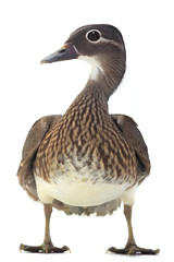mandarin duck