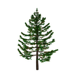 Pine