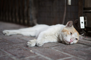 Naklejka na ściany i meble Feral street cat taking a rest on a dirty dusty floor