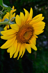 Obraz premium Flower of sunflower with a bee against a dark background closeup