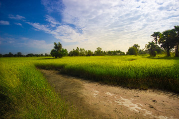 rice sky in the afternoon