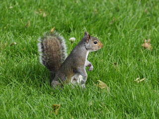 Naklejka na ściany i meble Gray squirrel in a park