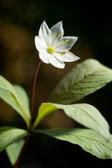 Arctic starflower beautiful white blossom and leaves.  Trientalis europaea