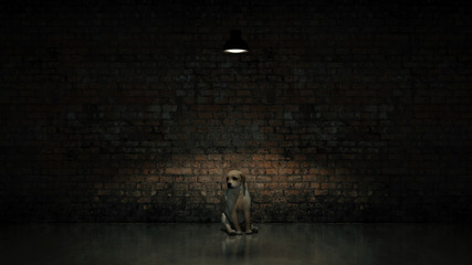 abandoned dog, concept abandonment 