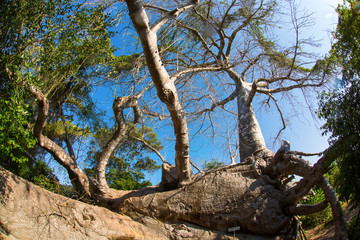 One of the biggest and older Baobab tree from Zanzibar