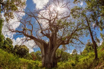 Fotobehang Big baobab tree in Zanzibar © danmir12