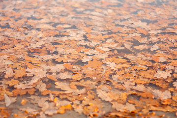 Leaves in water / Fallen yellow leaves floating in the water, the deep cold autumn.