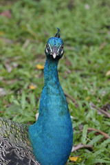 Close-up photo of a Peahen

