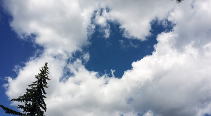 Turkey -shaped clouds and pine tree