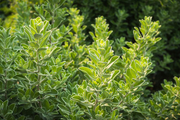green plants leaf as background