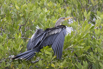 Naklejka premium Female Anhinga Perched in a Florida Mangrove