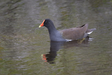 Common Gallinule Swimming in a Florida Marsh