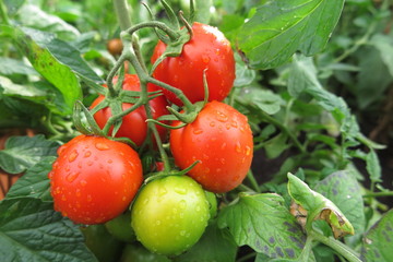 Ripe tomatoes with the rain drops in the summer garden