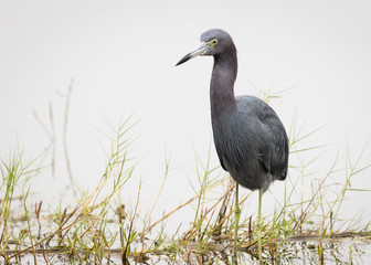 Reddish Egret Wading in a Florida Marsh