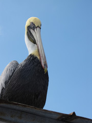 A Pelican Perches on a tin roof at the port of Key West, Florda