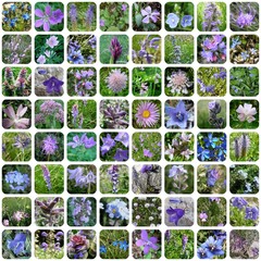 WILD BLUE & PURPLE FLOWERS 64 PICTURES