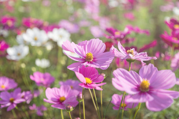 Plant of Cosmos