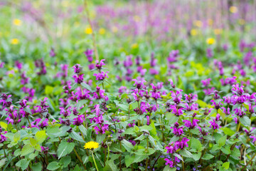 Obraz premium Glade with flowering spring herbs purple dead-nettle and dandelion. Copy space