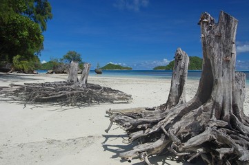 Fototapeta na wymiar Spiaggia a Palau (micronesia)