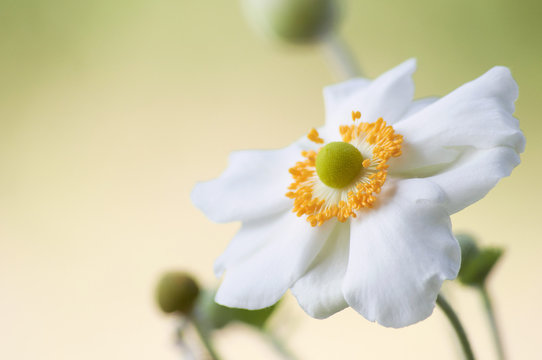 anemone