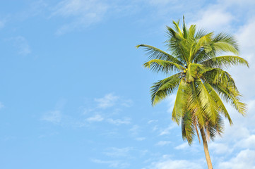 Fototapeta premium Coconut or palm tree with clouds and blue sky and copyspace area