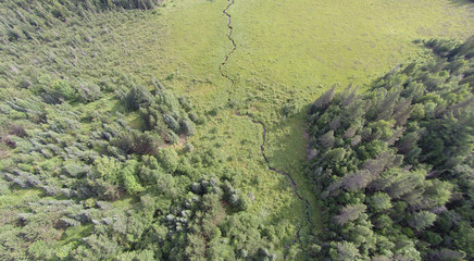 Viewed from the air a forest opens up into a flat sedge meadow wetland with a small creek runnnig through it.