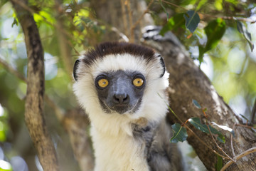 White Sifaka lemur head portrait in Madagascar