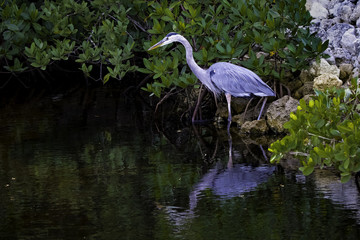 Great Blue Heron 