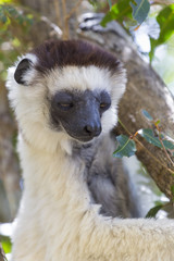 White Sifaka on a tree looking down