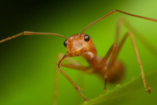 Close up of red ant open his mouth