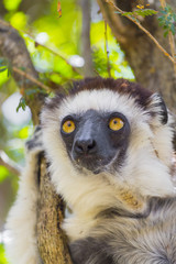 Sifaka Lemur in Madagascar jungle, Africa.