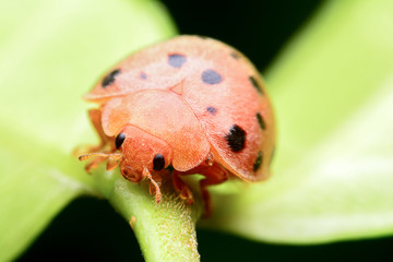 Ladybug on green leaf