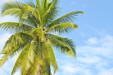 Coconut or palm tree with clouds and blue sky and copyspace area