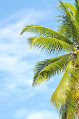 Fototapeta premium Coconut or palm tree with clouds and blue sky and copyspace area