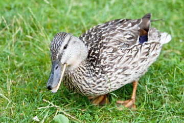 Пестрая утка на зеленой траве