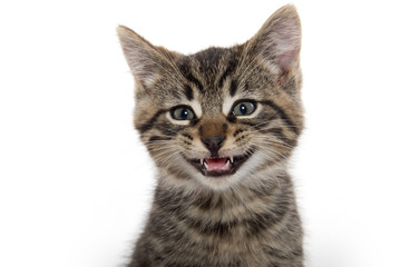 Fototapeta na wymiar Portrait of cute tabby kitten