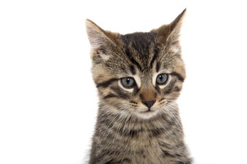 Portrait of cute tabby kitten