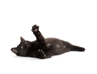 Cute black kitten laying down